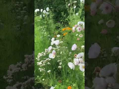 Breeze on flowers #nature #beautiful #germany #travel #bangladesh #esraat_preya