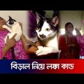 বিড়াল নিয়ে প্রধানমন্ত্রীর কার্যালয়ে অভিযোগ! | cat crisis | News24