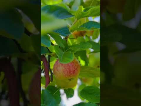 Apple 🍎 from the garden #fruits #france #europe #bangladesh #travel #beautiful #happiness #eating