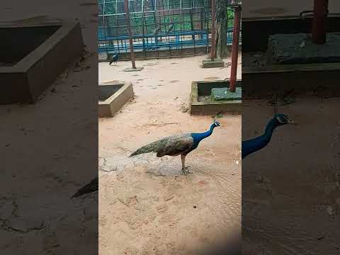 Peacock #nature #travel #bangladesh #dhaka #zoo #birds #ridocumentary #beautiful #beauty