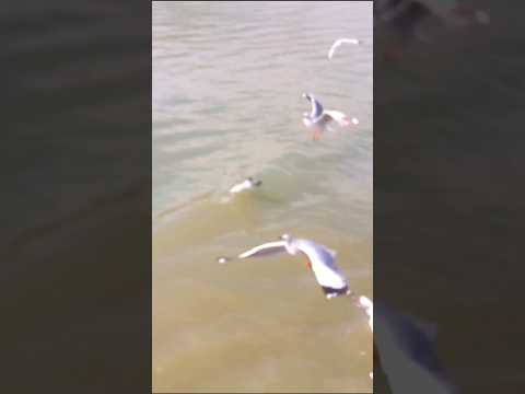 Seagull #nature #travel #travel #bangladesh #beautiful #ri #seagulls #seagull #sea