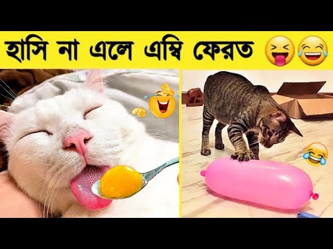 পশু পাখির মজার কান্ড ক্যামেরায় ধরা পড়া | Funny Animal Videos 2023 😂 – Funniest Dogs And Cats Video