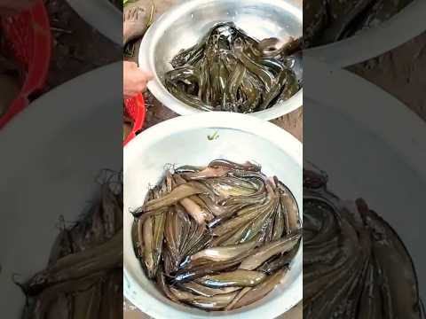 Fish  market ||#shorts #shortsvideo #youtubeshorts #viral #travel#bangladesh @DSWorldfamily