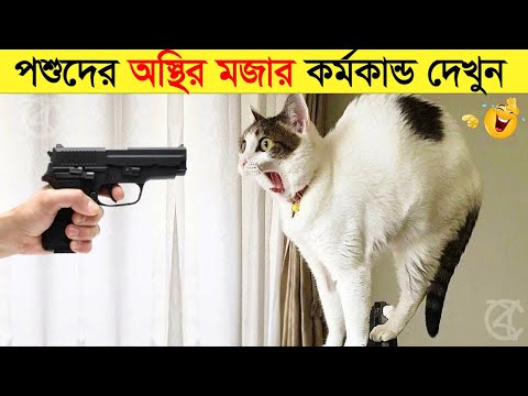 পশুদের মজার কর্মকান্ড ক্যামেরায় ধরা পড়া | Funny Animals Video 2023 (Part-21) | mayajaal