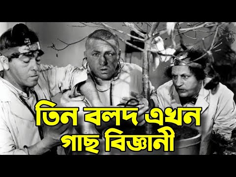 Three Stooges Tree Scientists | Bangla Funny Dubbing | Bangla Funny Video | Khamoka tv