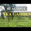 Exploring a Beautiful Tea Garden in Sylhet, Bangladesh | Explore Nature | Travel Bangladesh