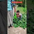 লাউ নিলো কে | Bangla Funny Video | মিতালী বাংলা