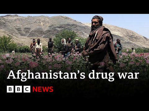 Inside the Taliban's war on drugs – BBC News