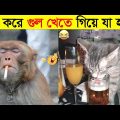 পশুদের মজার কর্মকান্ড ক্যামেরায় ধরা পড়া | Funny Animals Video 2022 (Part-6) | mayajaal
