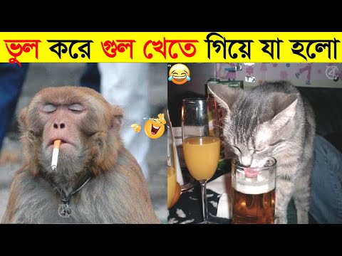 পশুদের মজার কর্মকান্ড ক্যামেরায় ধরা পড়া | Funny Animals Video 2022 (Part-6) | mayajaal