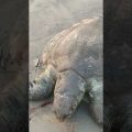 Dead sea turtle #travel #bangladesh #turtle #ytshorts