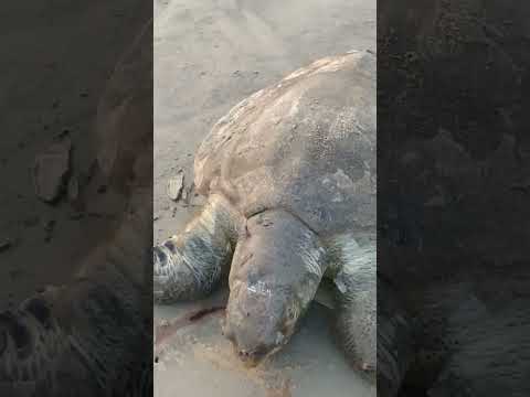 Dead sea turtle #travel #bangladesh #turtle #ytshorts