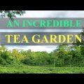 An Incredible Tea Garden in Sylhet, Bangladesh | Beautiful Tea Garden | Travel Bangladesh