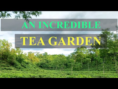 An Incredible Tea Garden in Sylhet, Bangladesh | Beautiful Tea Garden | Travel Bangladesh