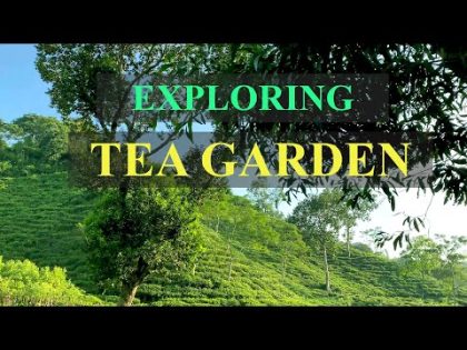 Exploring Burjan Tea Estate in Sylhet, Bangladesh | Beautiful Tea Garden | Travel Bangladesh