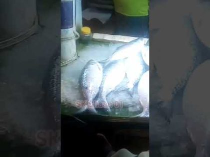 ইলিশ মাছ #video #ইলিশ_মাছের_রেসিপি #bangladesh #news #bangla #music #fish #fishing