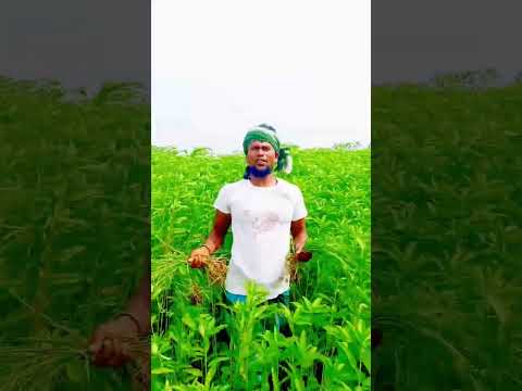 #bangla #funny #video #subscribemychannel ##