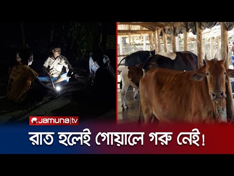 গরু চোর আতঙ্কে ঝিনাইদহের ৩ গ্রামের মানুষ | Jhenaidah | Cow Thief | Jamuna TV