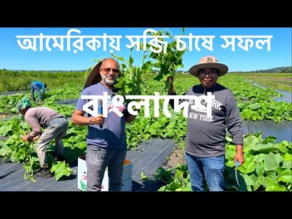 আমেরিকার মাটিতে দেশি সব্জির বাম্পার ফলন || Success Story of Bangladeshi Farmers in the USA.