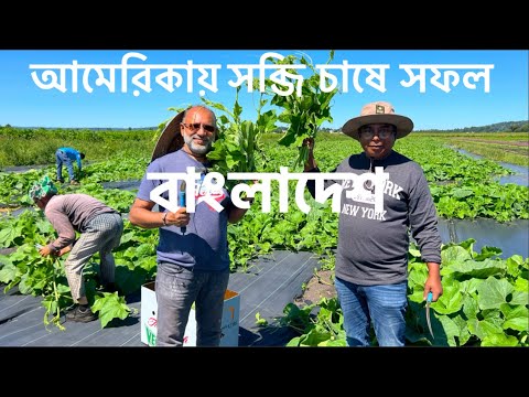 আমেরিকার মাটিতে দেশি সব্জির বাম্পার ফলন || Success Story of Bangladeshi Farmers in the USA.