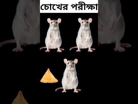 Rat Emoji Dhadha Challenge Bangla | Brain Test | bangla Funny video |  #shorts #shortvideo #tiktok