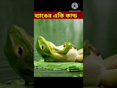 Bangla Funny video/ #shorts #youtubeshorts