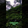 Tea Garden❤️ #sylhet  #bangladesh #travel