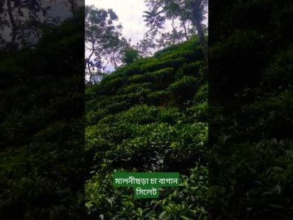 Tea Garden❤️ #sylhet  #bangladesh #travel