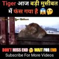 Tiger आज बड़ी मुसीबत में फंस गया है 😱🤔 | Movie Explained in Hindi #shorts #movieexplained #movies