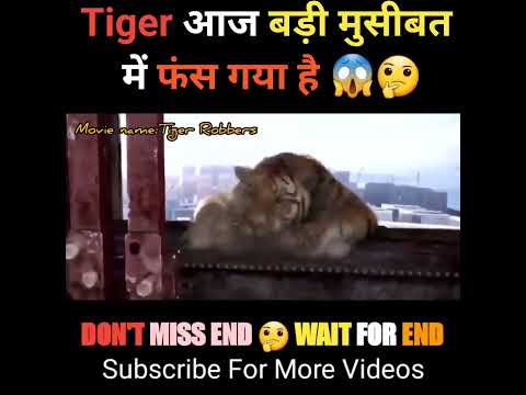 Tiger आज बड़ी मुसीबत में फंस गया है 😱🤔 | Movie Explained in Hindi #shorts #movieexplained #movies