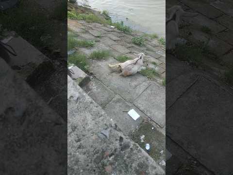 #youtubeshorts #travel #bangladesh #river #goat #turag #