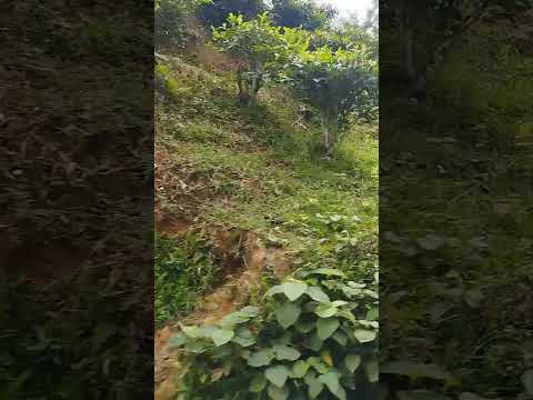 A Tea Garden In Sylhet Bangladesh|@mahmudulsvlog5161 #travel #bangladesh #tea #teagarden