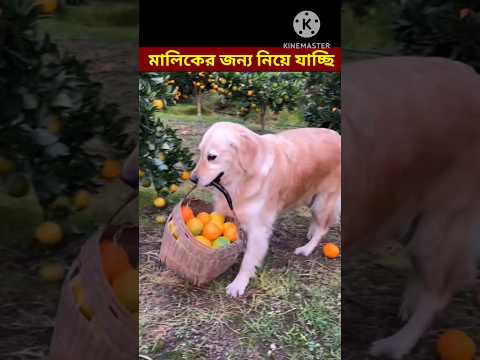 Bangla Funny Video 😄 😛 😋 😎 / #shorts #youtubeshorts