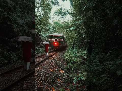 📍Lawachara National Park, Moulvibazar☘️ #rain #nature #bangladeshisbeautiful #travel #bangladesh