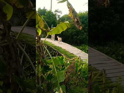 Rural Beauty #reels #shortvideo #shortsviral #nature #travel #travel #bangladesh #bangla #india