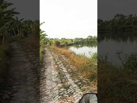 Rural Beauty #reels #shortvideo #shortsviral #nature #travel #bangladesh #india