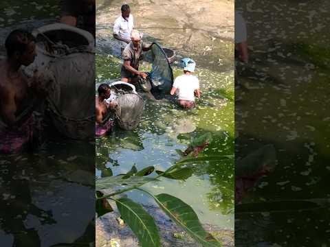 Village funny video😊Village fishing today🐟 Bangla funny videos