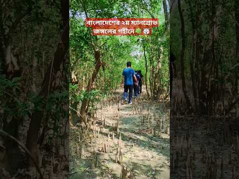 বাংলাদেশের ২য় ম্যানগ্রোভ জঙ্গলে গহীনে🌳 #bd #vlog #travel #nature #life #love #bangladesh #mangrove