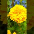 আমার আপনার বাংলাদেশ । #shoniz #travel #bangladesh #flowers #nature #beautiful #green #yellow #viral