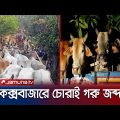 মিয়ানমারের ২০টি গরু উদ্ধার, ধরা পড়লো তিন পাচারকারী | Cox's Bazar Cow Seized | Jamuna TV