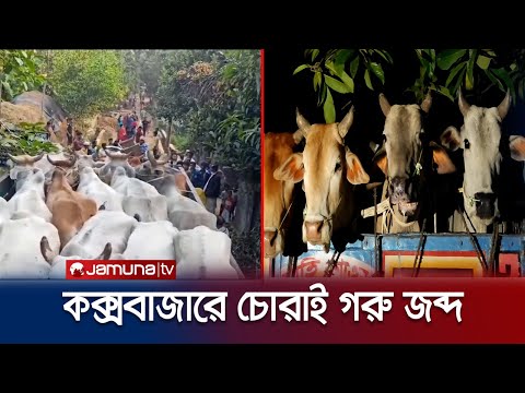 মিয়ানমারের ২০টি গরু উদ্ধার, ধরা পড়লো তিন পাচারকারী | Cox's Bazar Cow Seized | Jamuna TV