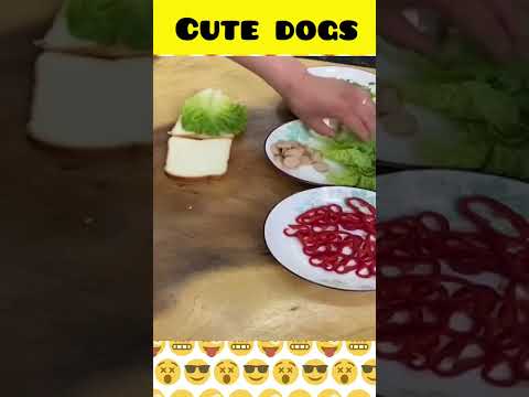 Cute dog moments | Part-134| funny dog videos in Bengali| #shorts #shortvideo #funny