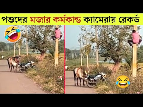 পশুদের মজার কর্মকান্ড  😂 | Funny Animals Video 2023| Part-12 |  Mayajaal | Bangla Rides