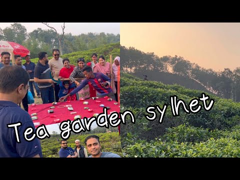Tea Garden, Sylhet | বাংলাদেশের  চা বাগান| Travel Video 2024 | Beautiful Bangladesh