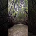 Coastal mangrove || Sundarbans || West Bengal || Bangladesh #travel #shorts