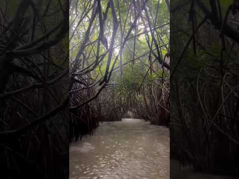 Coastal mangrove || Sundarbans || West Bengal || Bangladesh #travel #shorts
