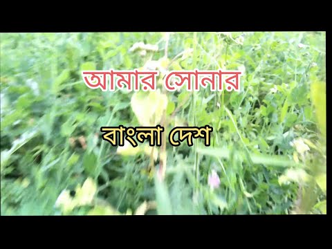 Shonar Bangladesh | সোনার বাংলাদেশ | Aly Hasan | Rap Song 2024 | Official Bangla Music Video 2024