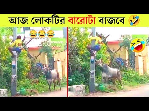 পশুদের মজার কর্মকান্ড  😂 | Animals Funny Video Bangla 2024 | Part-14 |  Mayajaal | Bangla Rides