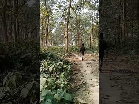 Forest in Bondanga Bangladesh #shortvideo #shorts #subscribe #travel #2024 #subscribe