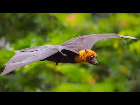 Virus Hunter  Monitoring Nipah Virus in Bat Populations – Bangladesh